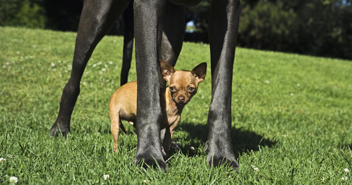 why-do-small-dogs-live-longer-than-big-dogs-pursuit-by-the
