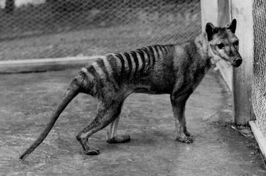 Vroegere naturalisten gaven de Tasmaanse tijger de naam Thylacinus cynocephalus, wat ruwweg vertaald kan worden als een 'geboeide hondenkop'. Afbeelding: TMAG Tasmanian Museum and Art Gallery