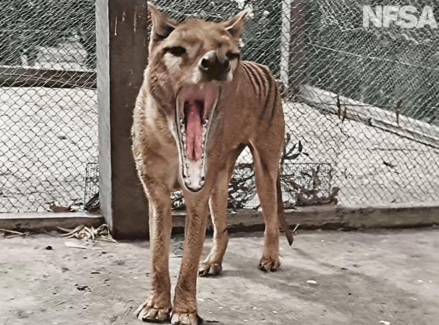 The 9 steps to de-extincting Australia's thylacine | Pursuit by The  University of Melbourne