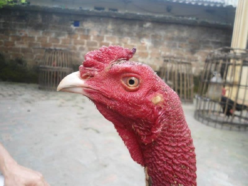 Bật mí cách chọn gà chọi đòn hay “bách chiến bách thắng” cach chon ga choi don hay - Bật mí cách chọn gà chọi đòn hay “bách chiến bách thắng”