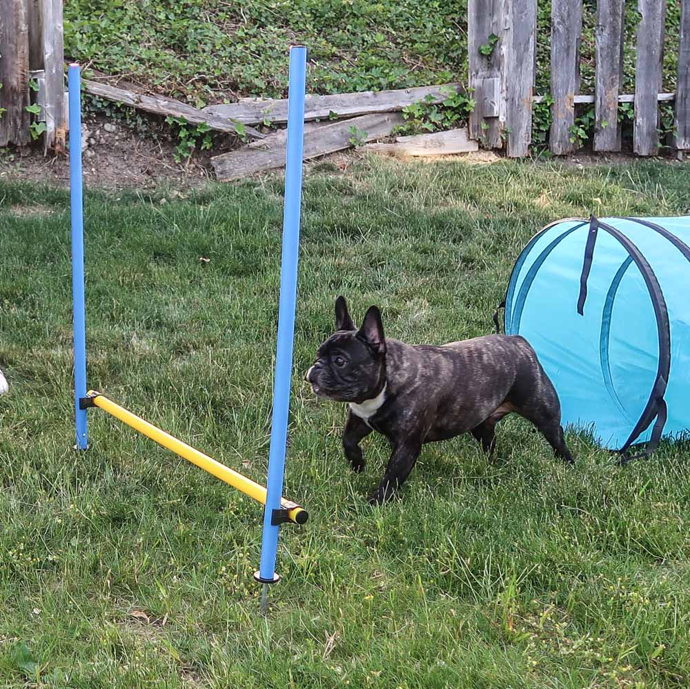 Does Your Dog Need Agility?