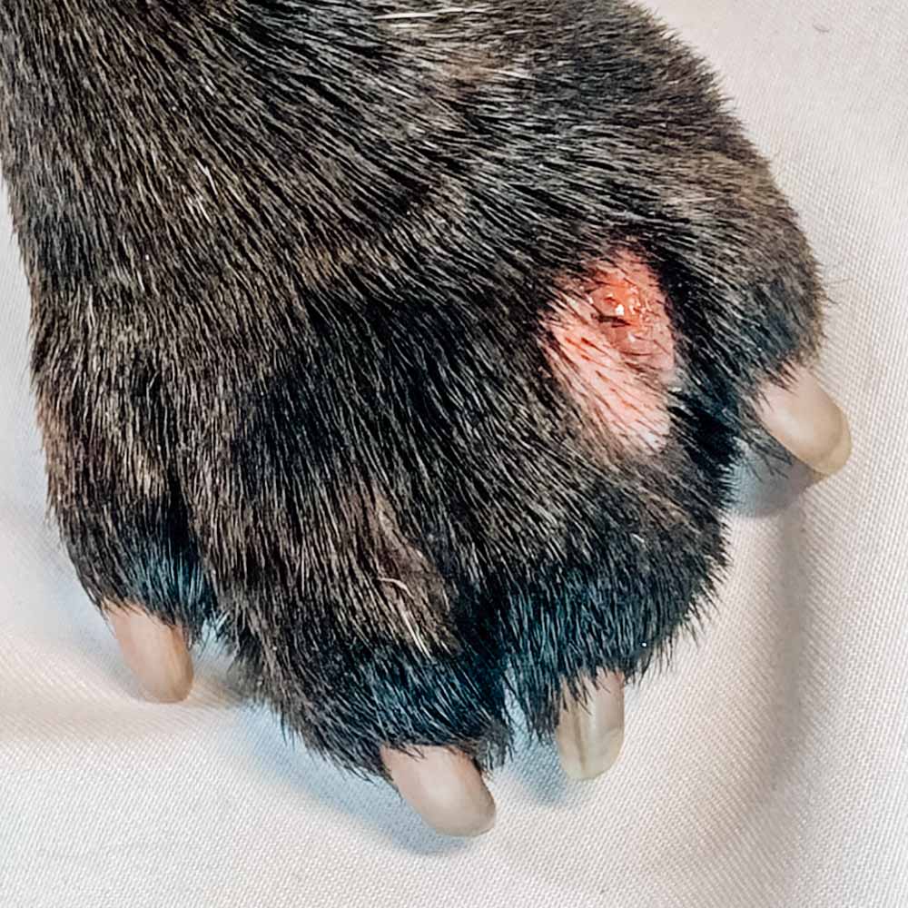 How Do You Treat The Red Bumps Between Your Dogs Toes