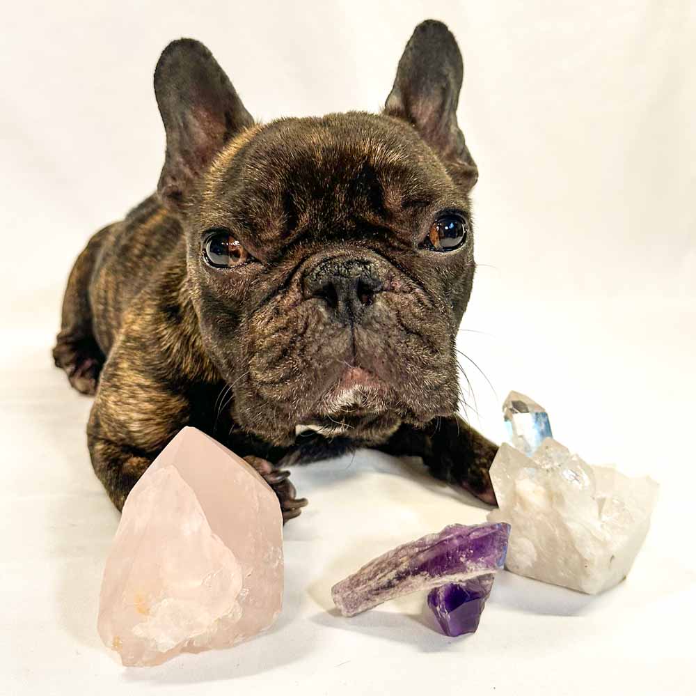 How To Use Crystals To Heal Your Dog