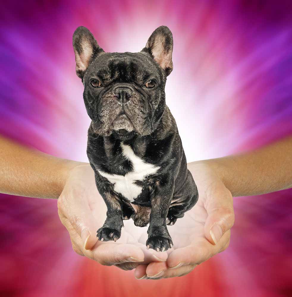 Improve Your Dog's Life With Reiki Healing