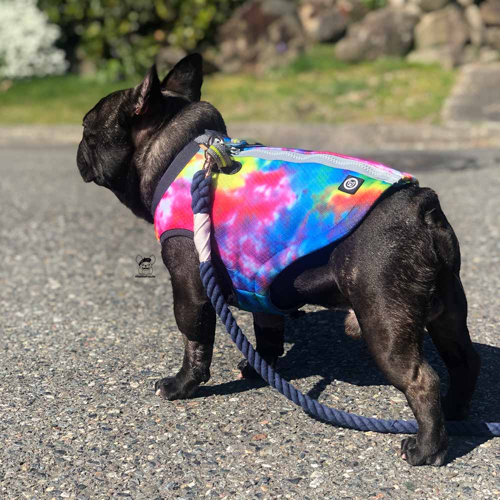 Keep Your Dog Cool With This Accessory