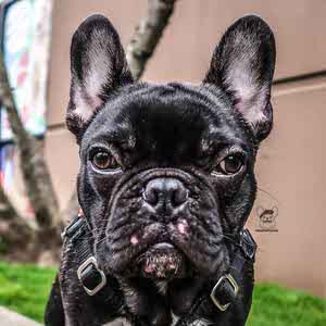 do french bulldogs get pimples