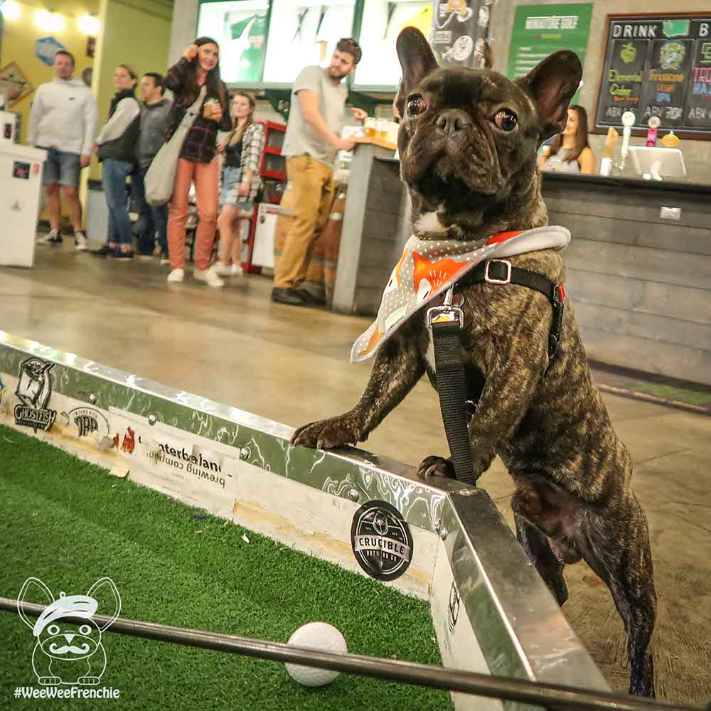 Dog-friendly Miniature Golf