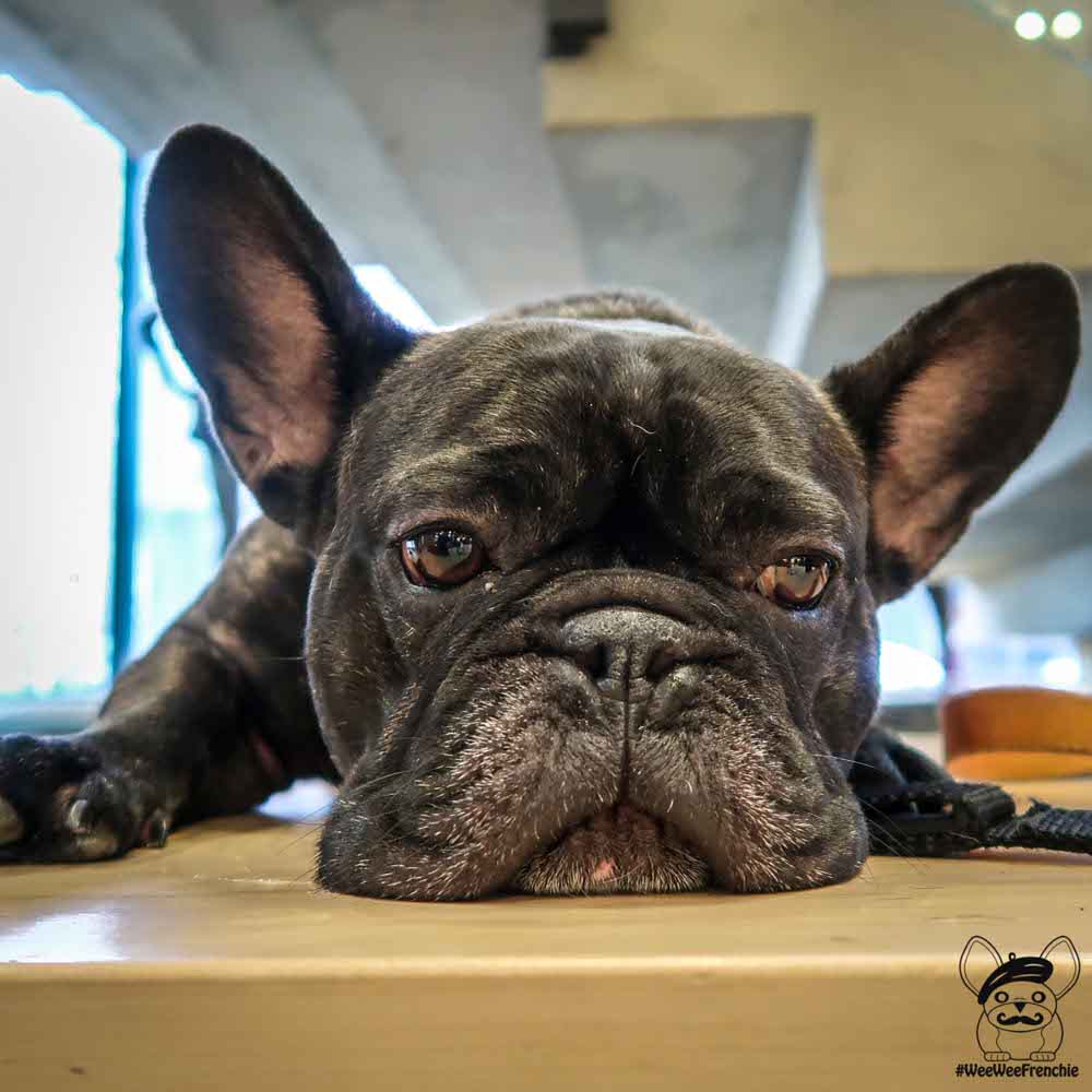 can french bulldog be left alone for 8 hours
