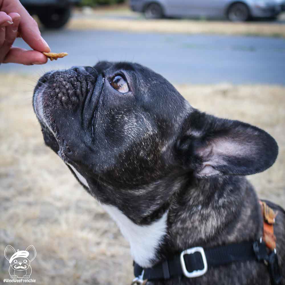 How to Make Healthy Treats for Your Dog