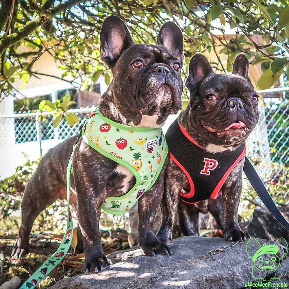 Is a Collar or Harness Better for Your Dog?