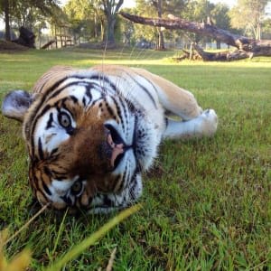 Big Cat Rescue Experience