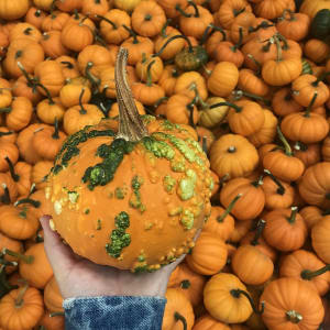 Gilchrist Farm Pumpkin Patch
